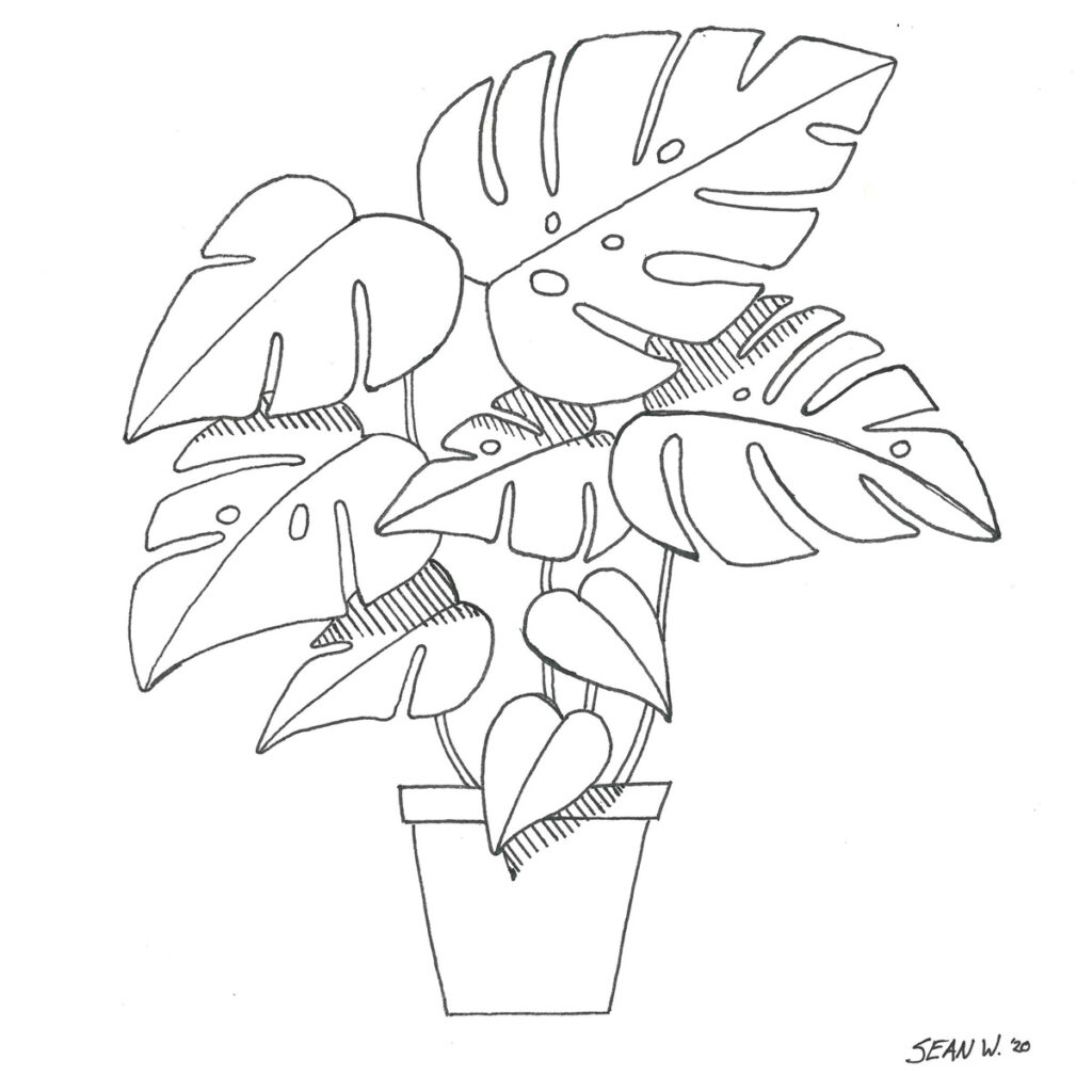 Pen and ink drawing of a potted monstera plant